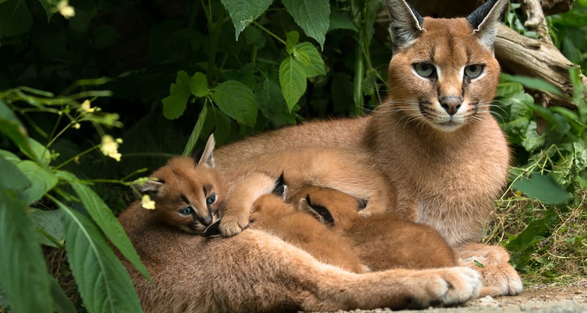 Pesona Caracal: Kucing Eksotis Afrika Yang Memikat Hati