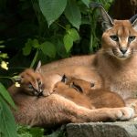 Pesona Caracal: Kucing Eksotis Afrika Yang Memikat Hati
