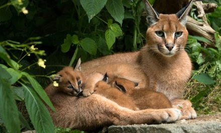 Pesona Caracal: Kucing Eksotis Afrika Yang Memikat Hati