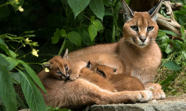 Pesona Caracal: Kucing Eksotis Afrika Yang Memikat Hati