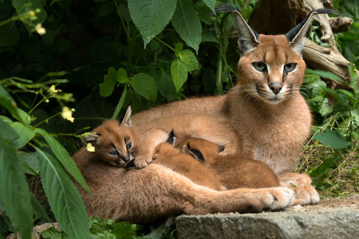 Pesona Caracal: Kucing Eksotis Afrika Yang Memikat Hati
